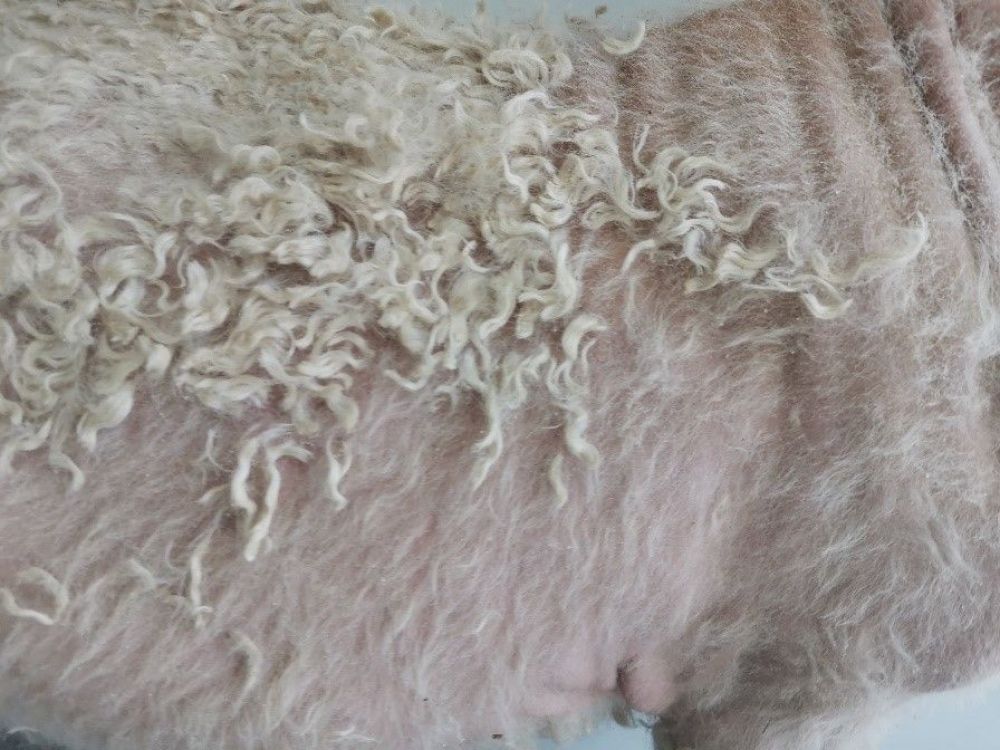 Hair Loss In Angora Goats Hypersensitivity Dermatitis