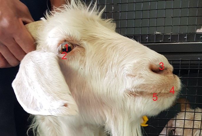 5 Common Illnesses Within a Goat's Nose - Backyard Goats