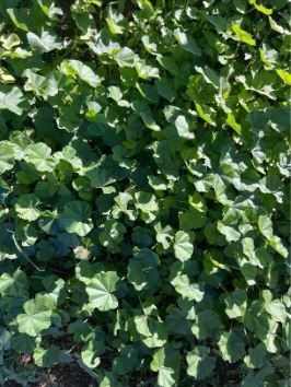 ‘Kisieblaar’ Malva parviflora